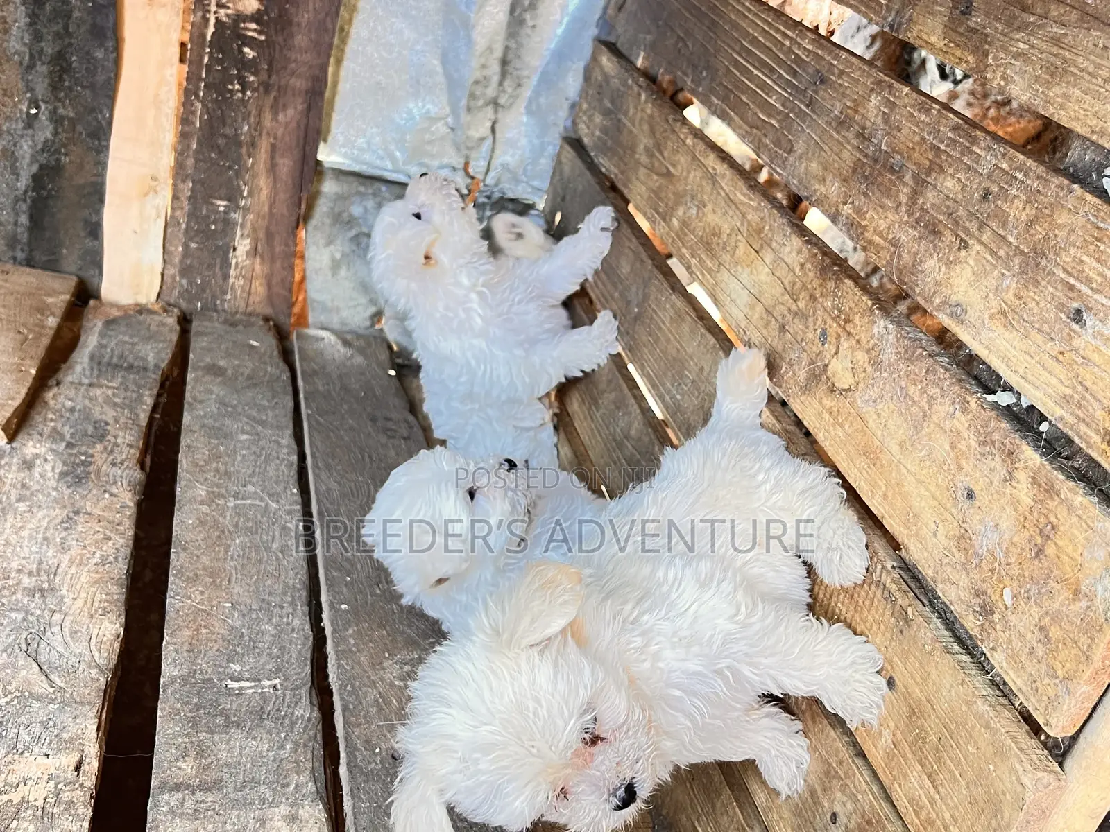 1-3 months Male Purebred Maltese