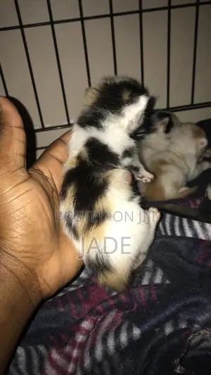 1-3 months Female Purebred Exotic