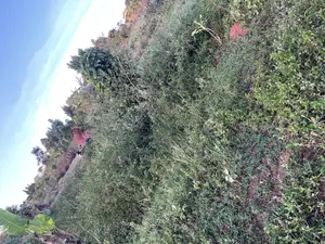 Good Located Plot for Sale