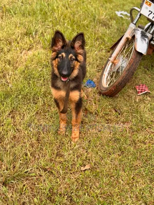 Photo - Dog Training