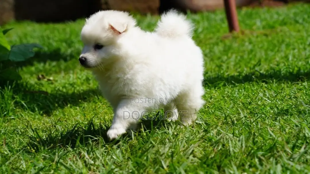 1-3 months Male Purebred Samoyed