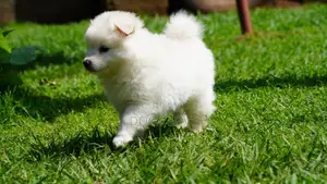 1-3 months Male Purebred Samoyed