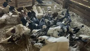 Photo - Pigeons for Sale Special Offer