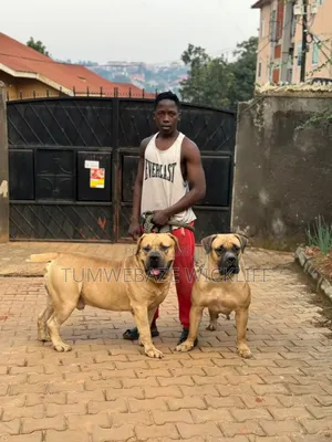 Photo - Dog Handler
