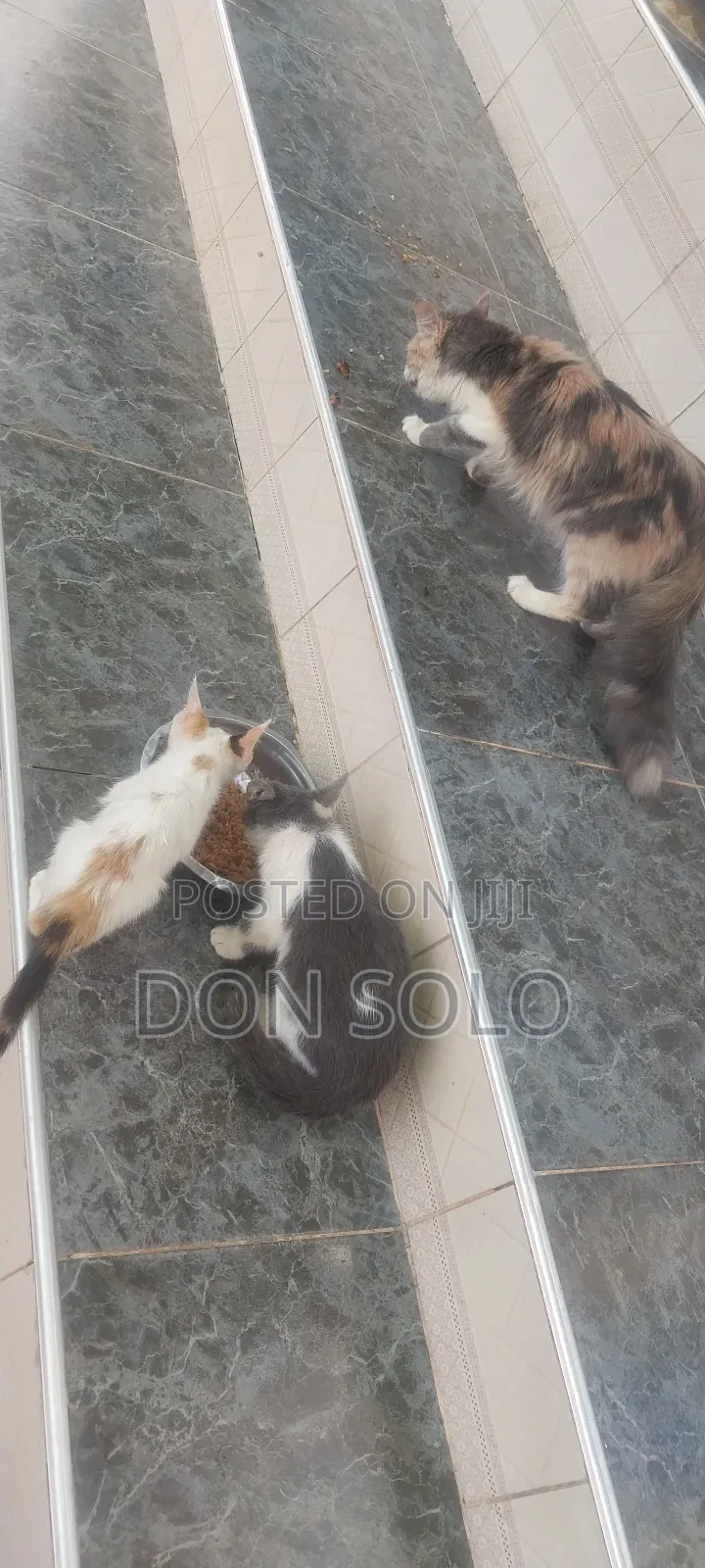 1-3 months Female Mixed Breed Sphynx