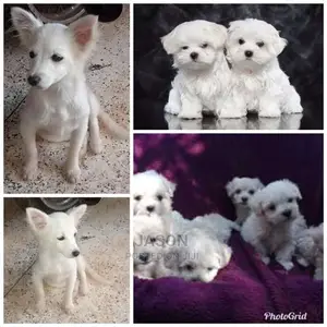 Maltese And Japanese Spits Puppies