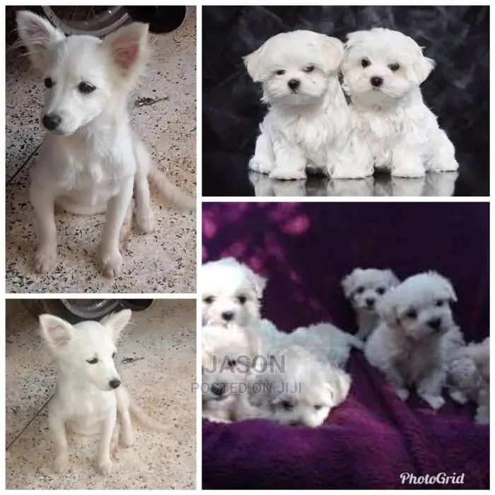 Maltese And Japanese Spits Puppies