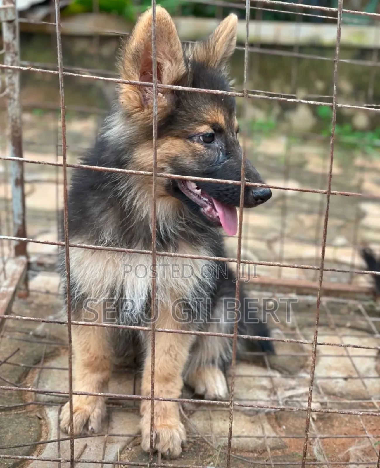 1-3 months Male Purebred German Shepherd