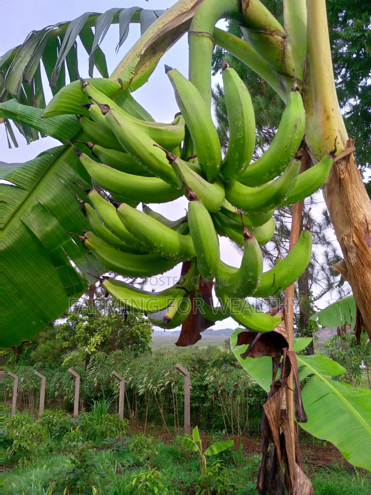Gonja Suckers