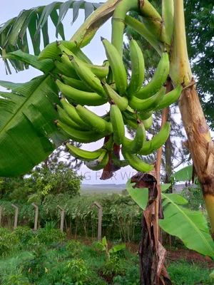 Gonja Suckers