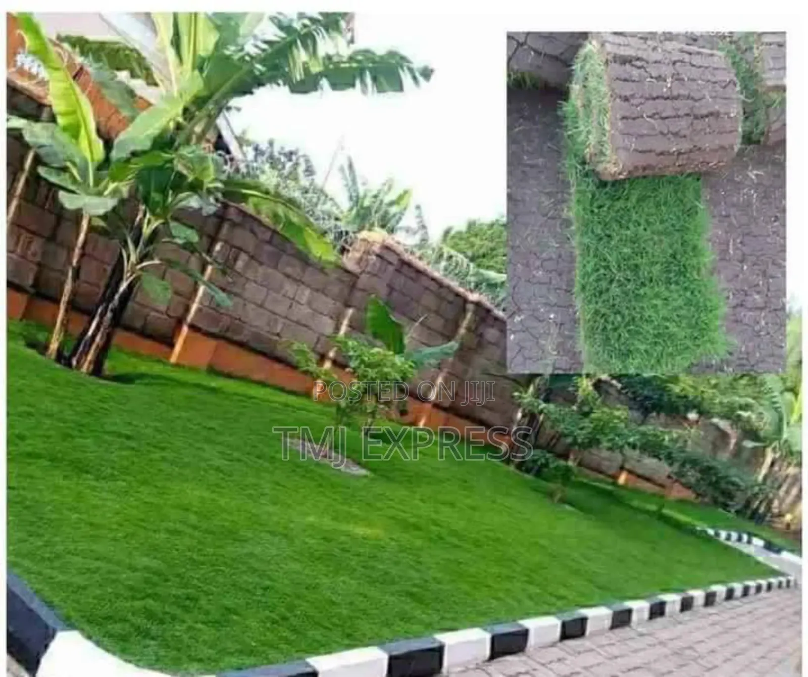 Hybrid Natural Carpet Grass-50kg Sack