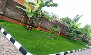 Hybrid Natural Carpet Grass-50kg Sack