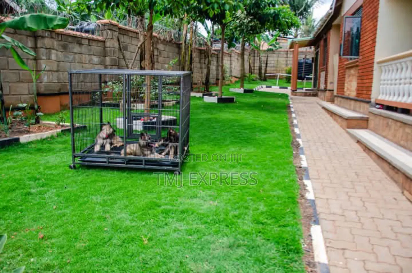Hybrid Natural Carpet Grass-50kg Sack