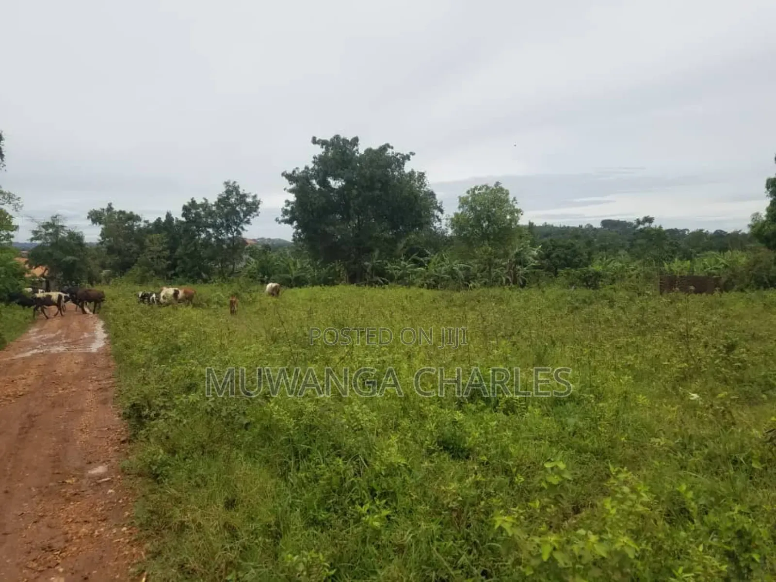 Land for Sale in Kakoge Luwero