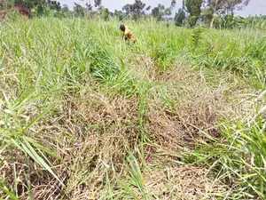 Photo - All Pastures Seeds