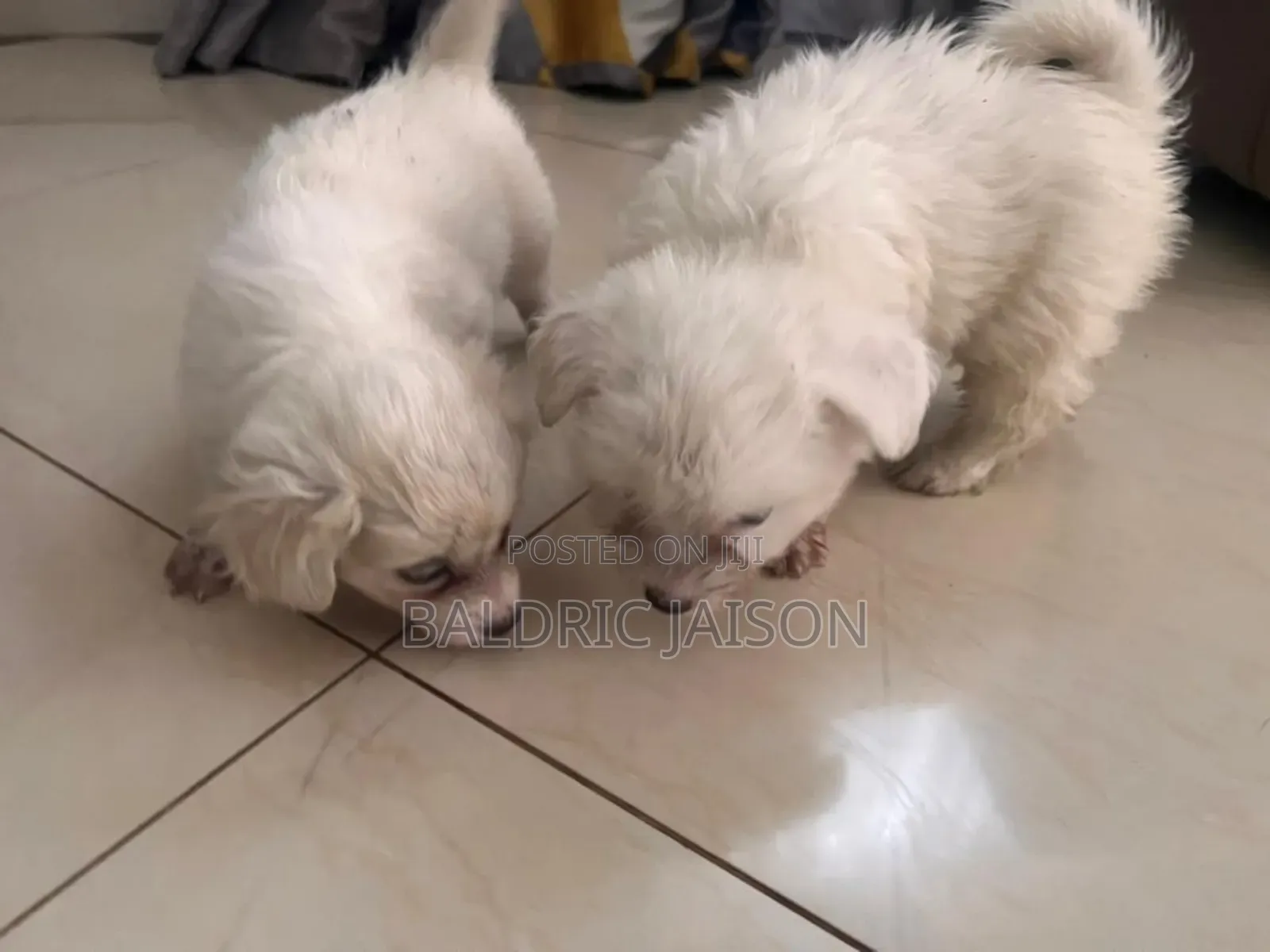 1-3 months Male Purebred Maltese