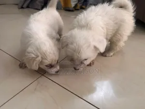 1-3 months Male Purebred Maltese