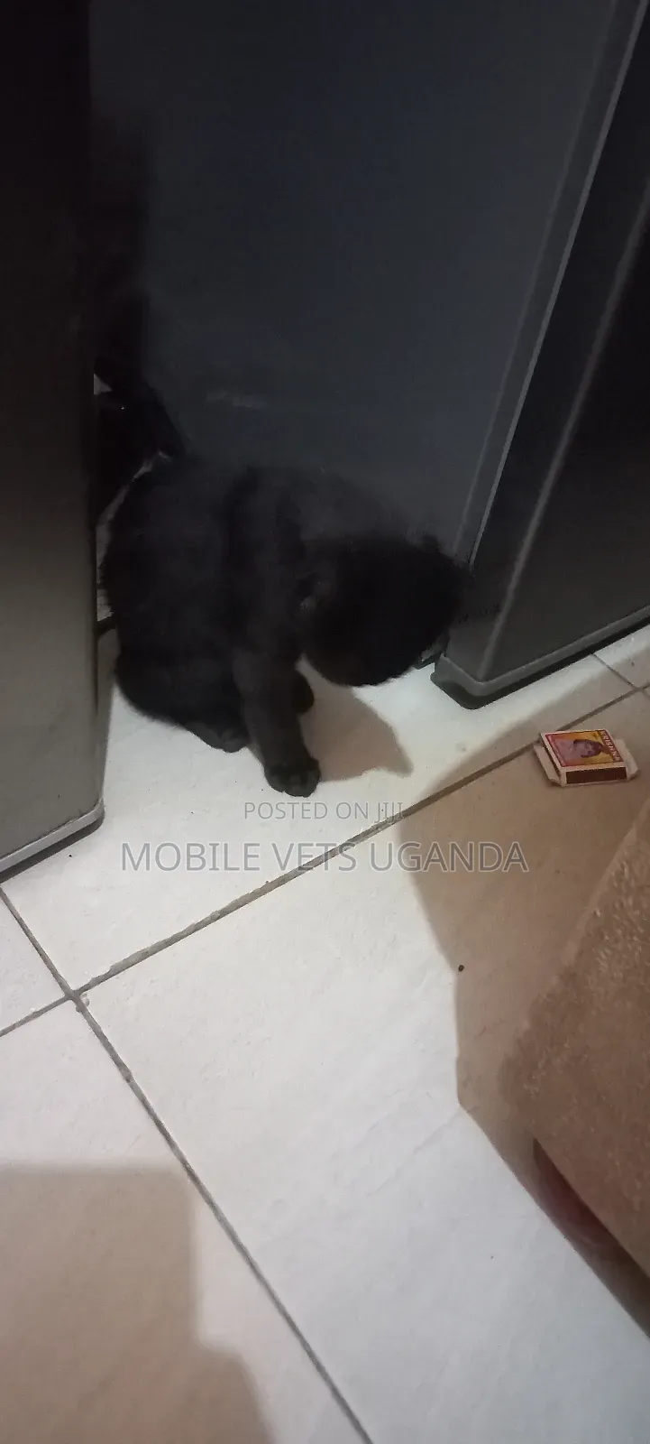 1-3 months Male Purebred Bombay