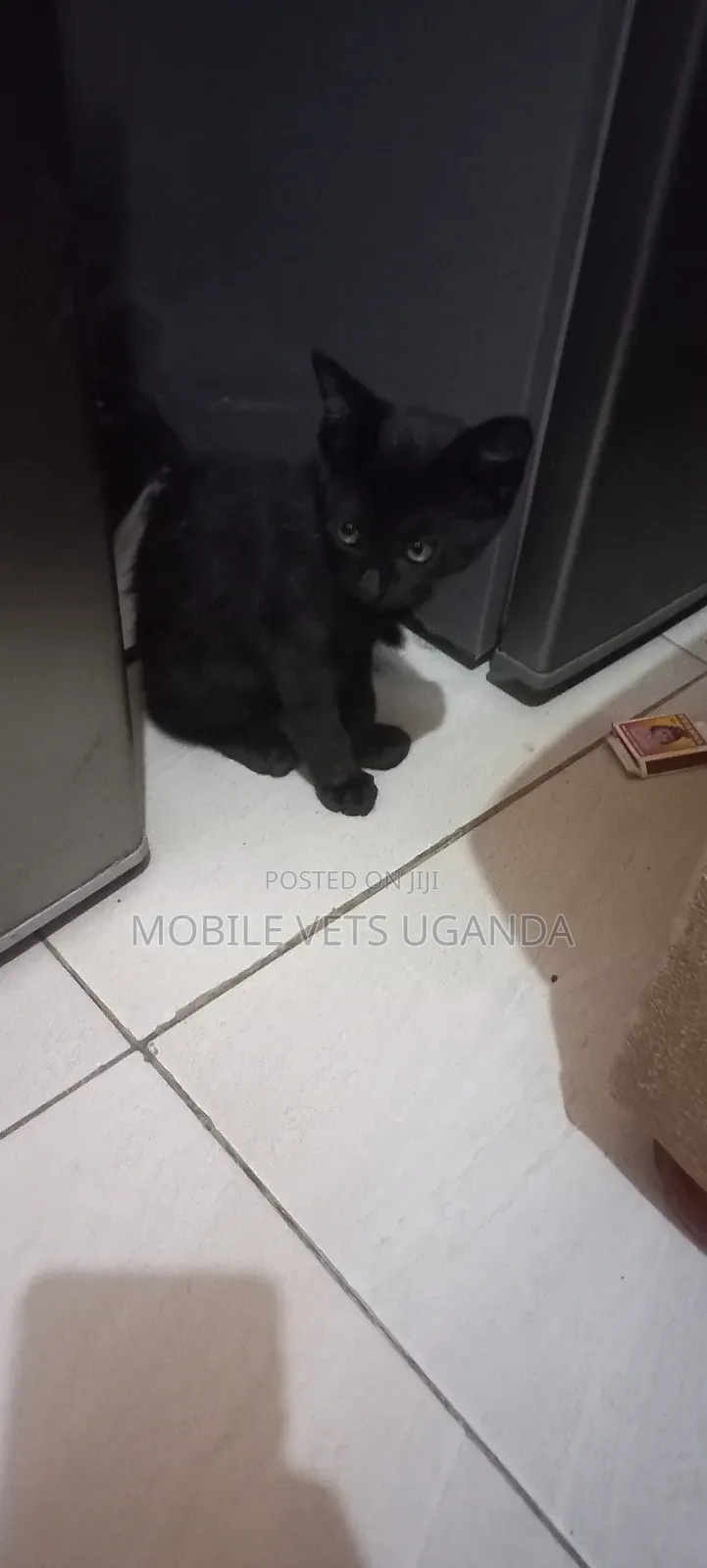 1-3 months Male Purebred Nebelung