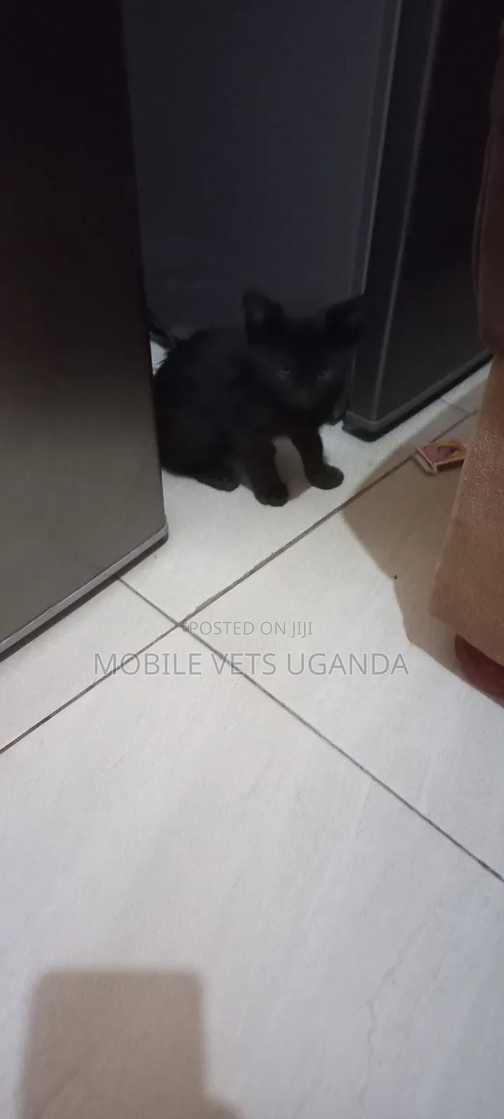 1-3 months Female Purebred Scottish Fold