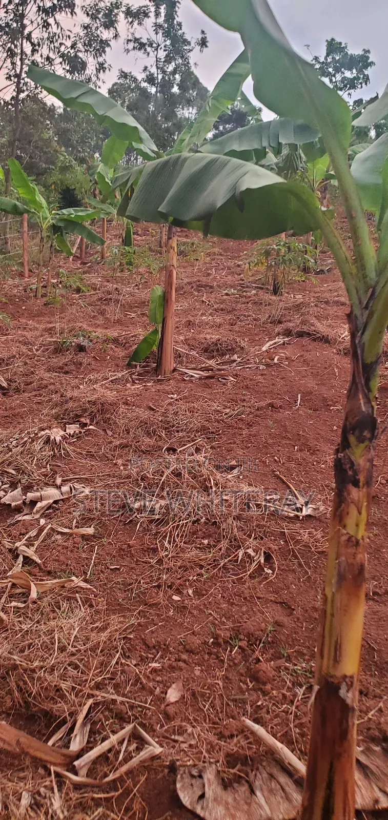 Corporate Land Nakawuka Hill Side