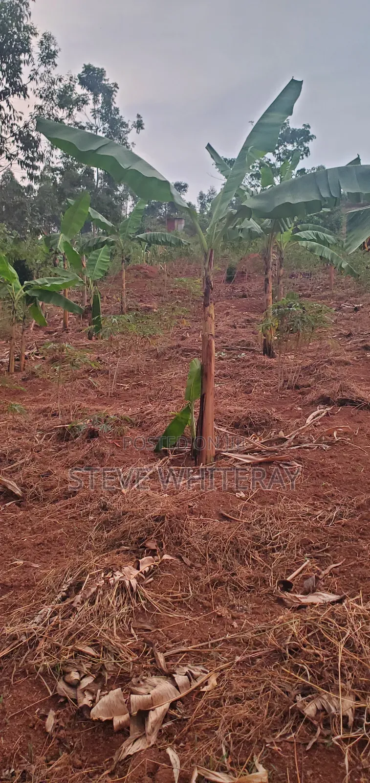 Corporate Land Nakawuka Hill Side
