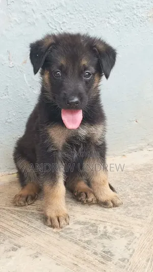 1-3 months Female Purebred German Shepherd