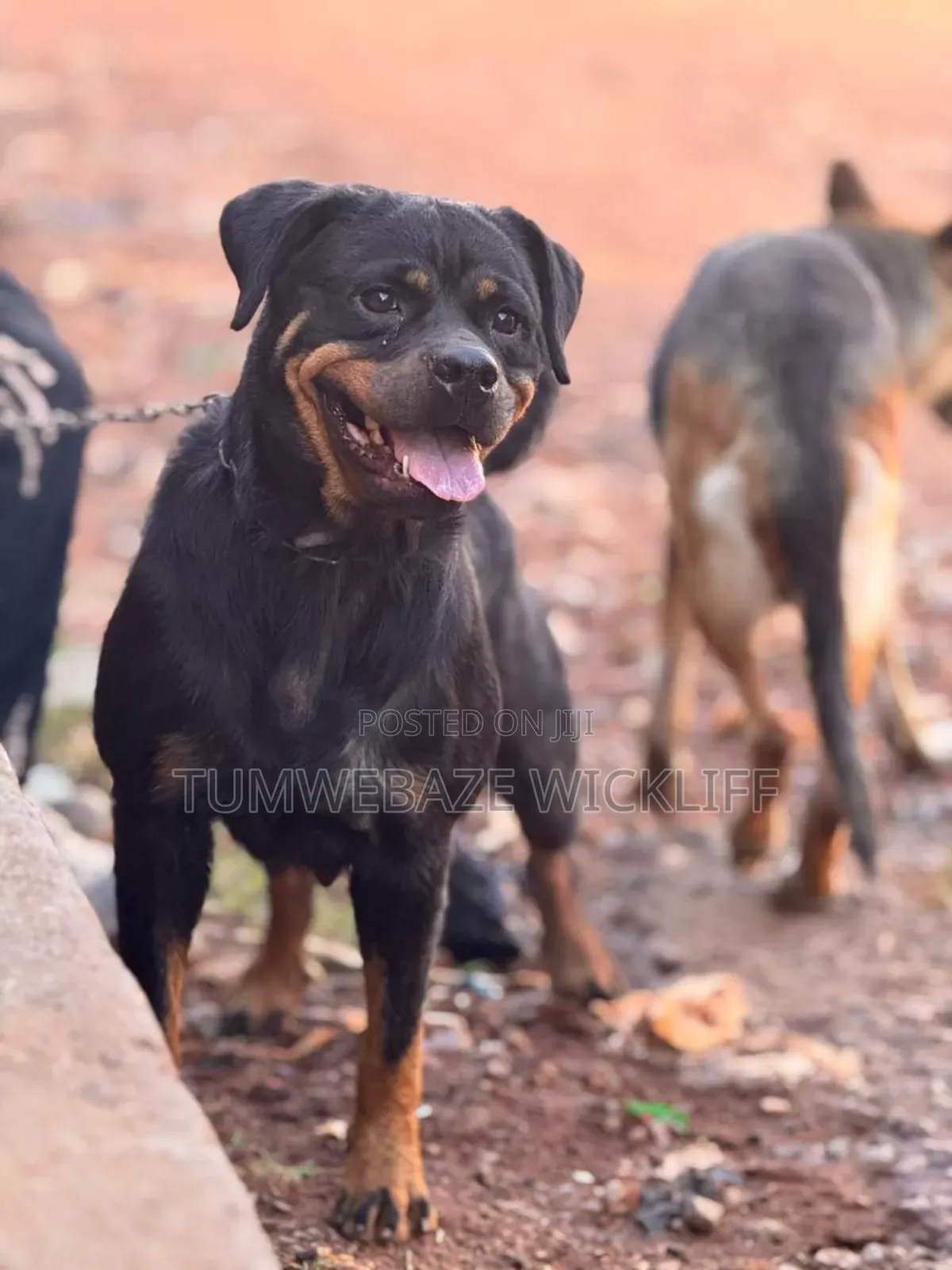 3-6 months Female Purebred Rottweiler