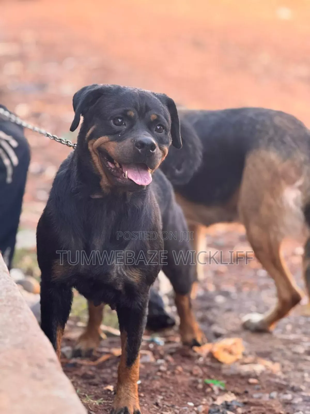 3-6 months Female Purebred Rottweiler