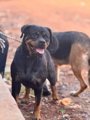 3-6 months Female Purebred Rottweiler
