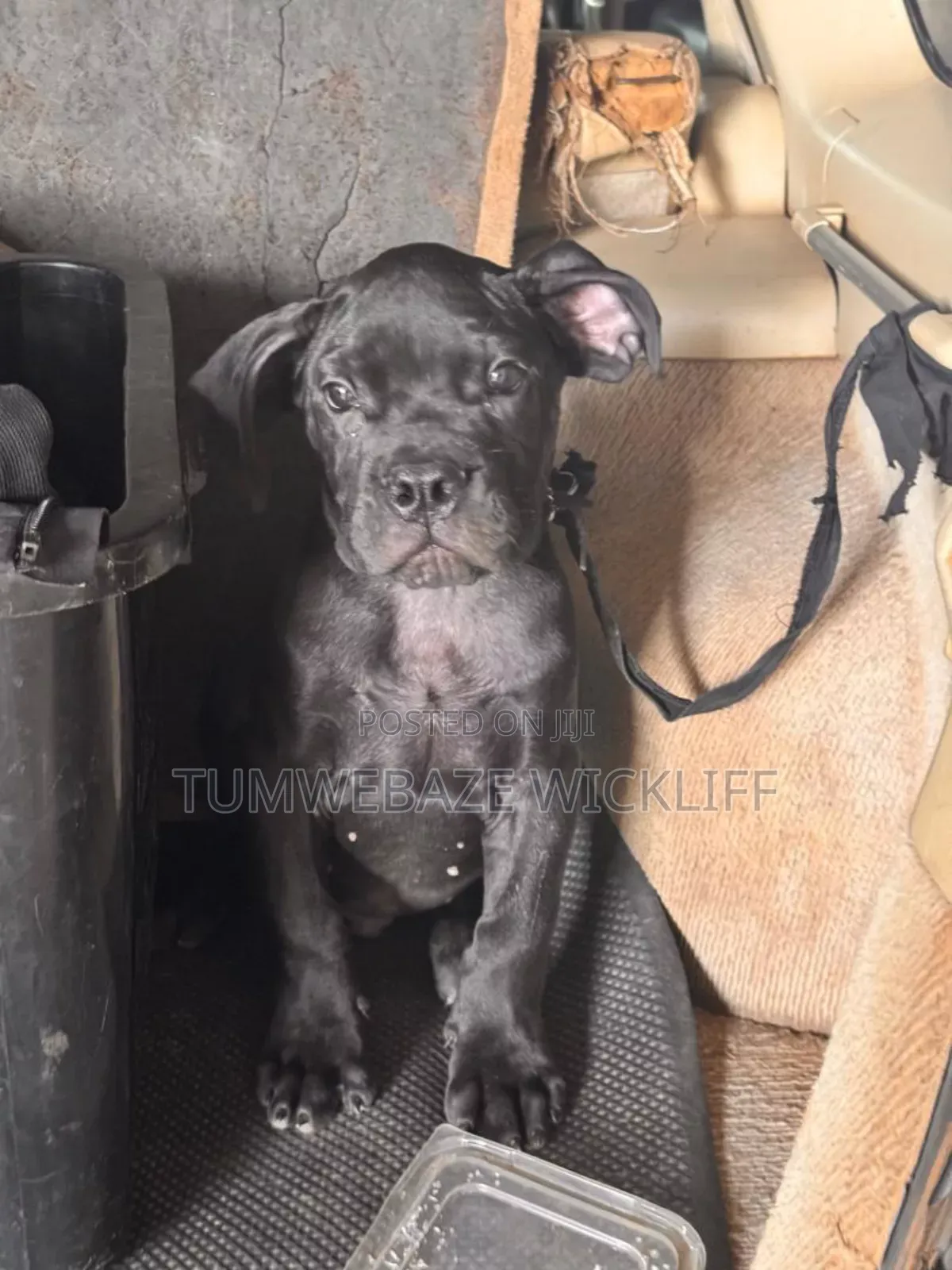1-3 months Male Purebred Boerboel