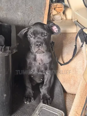 1-3 months Male Purebred Boerboel