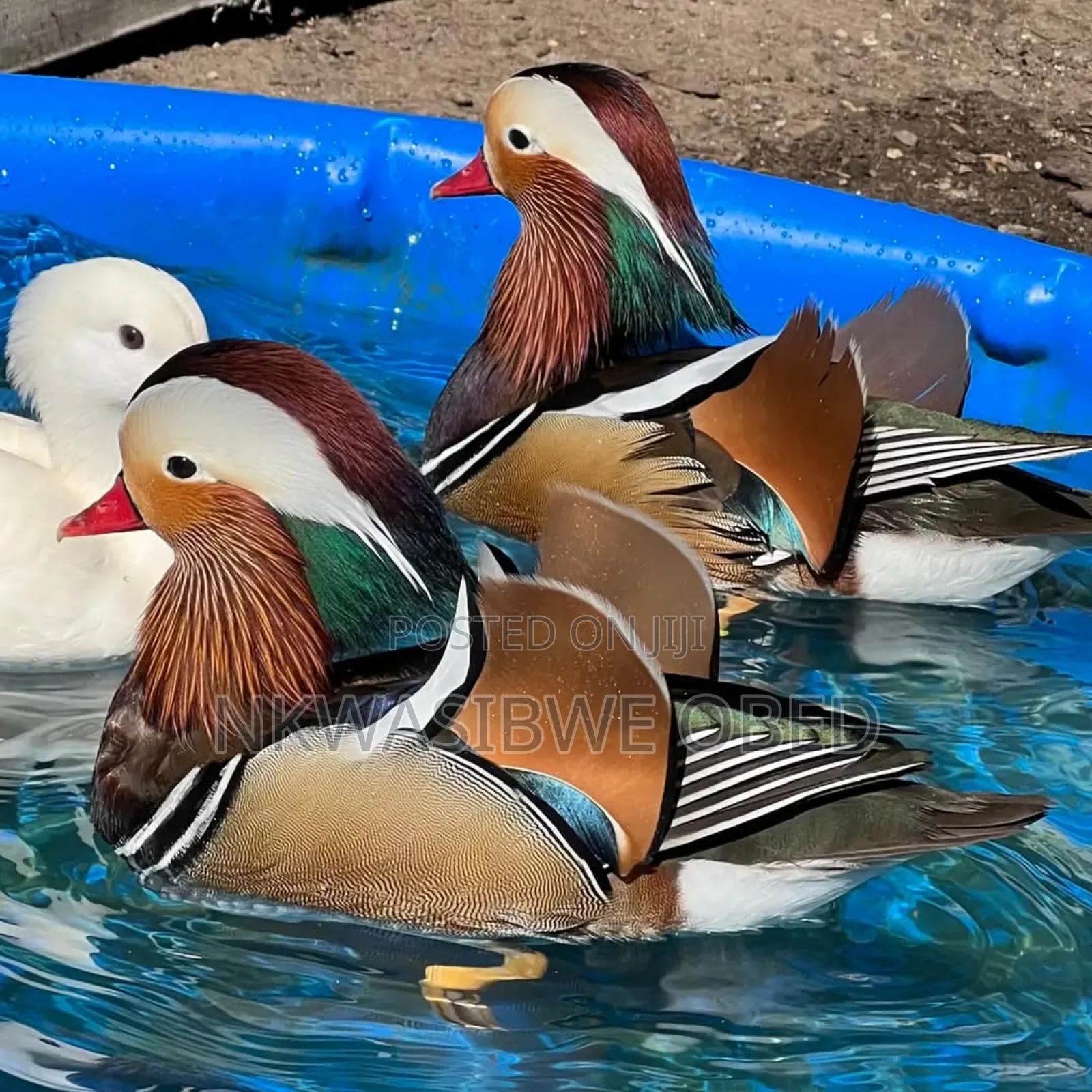 Mandarin/Wood Ducks