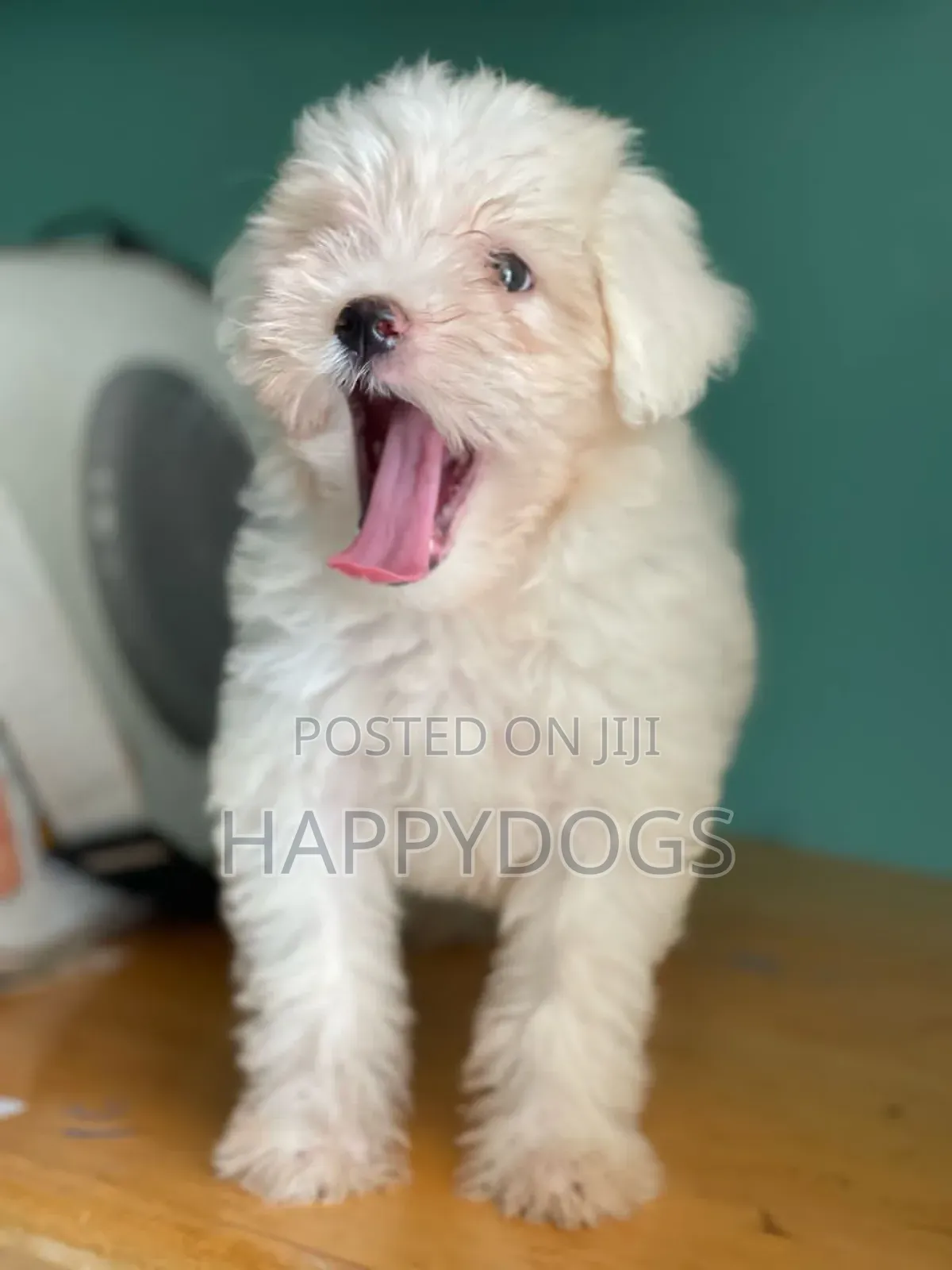 1-3 months Female Purebred Maltese