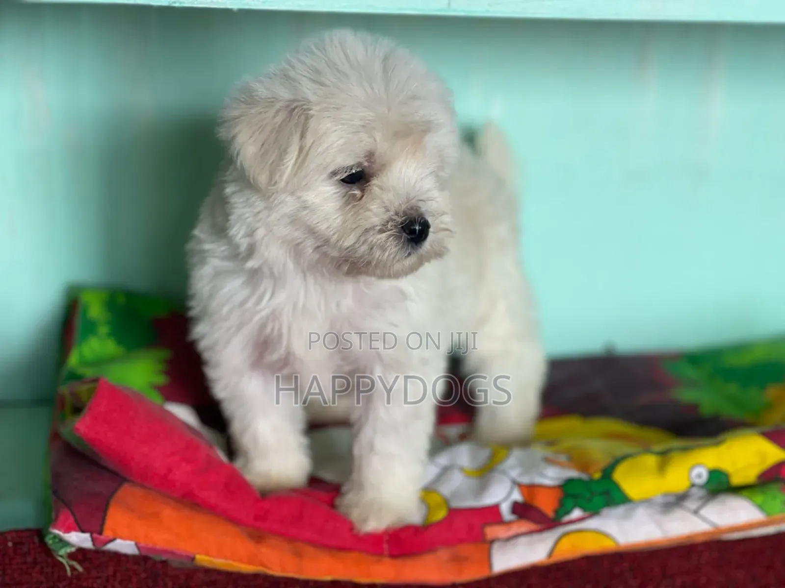 1-3 months Female Purebred Maltese