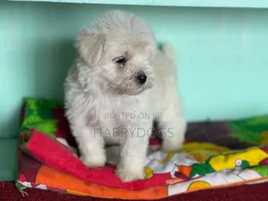 1-3 months Female Purebred Maltese
