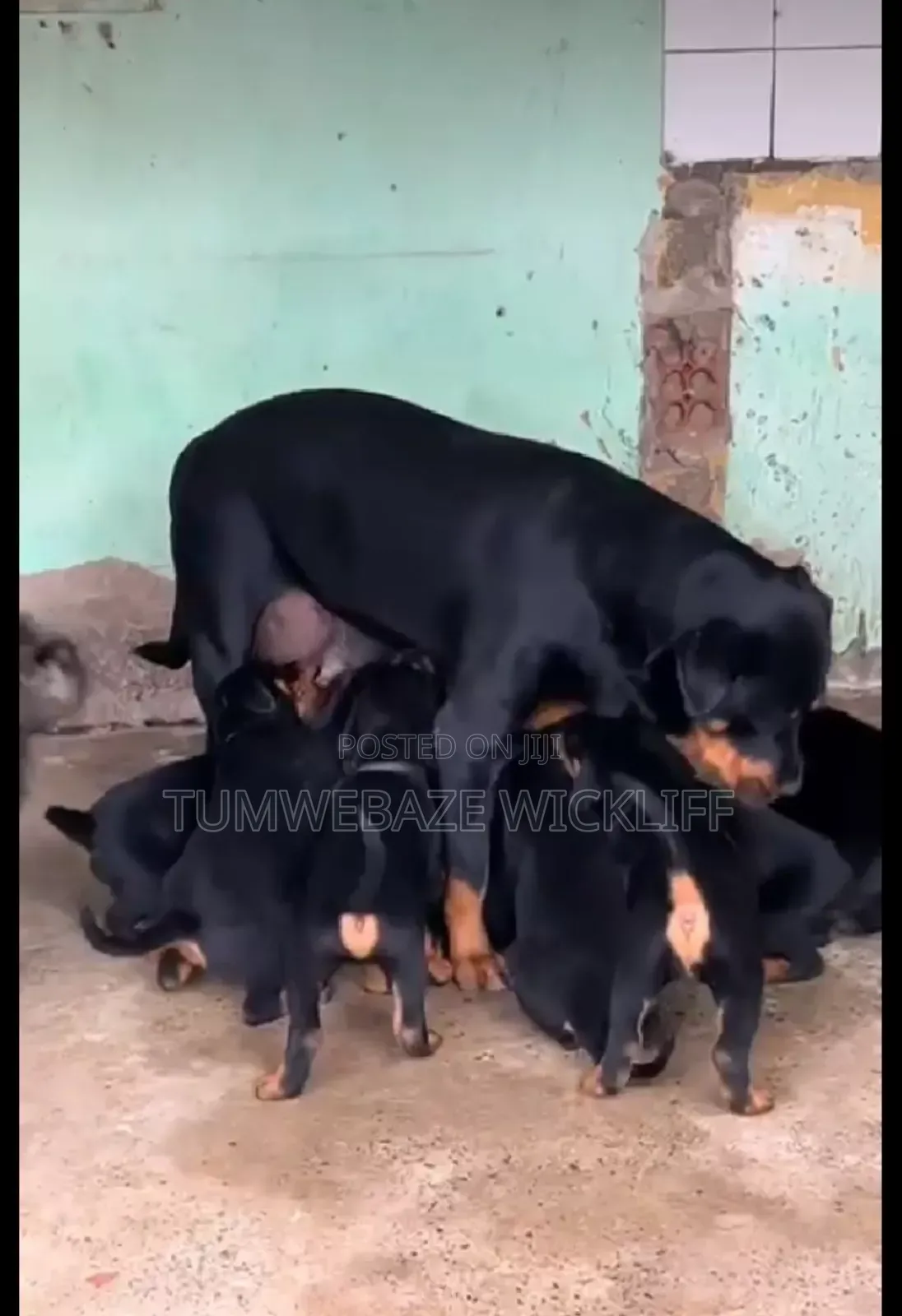 1-3 months Male Purebred Rottweiler