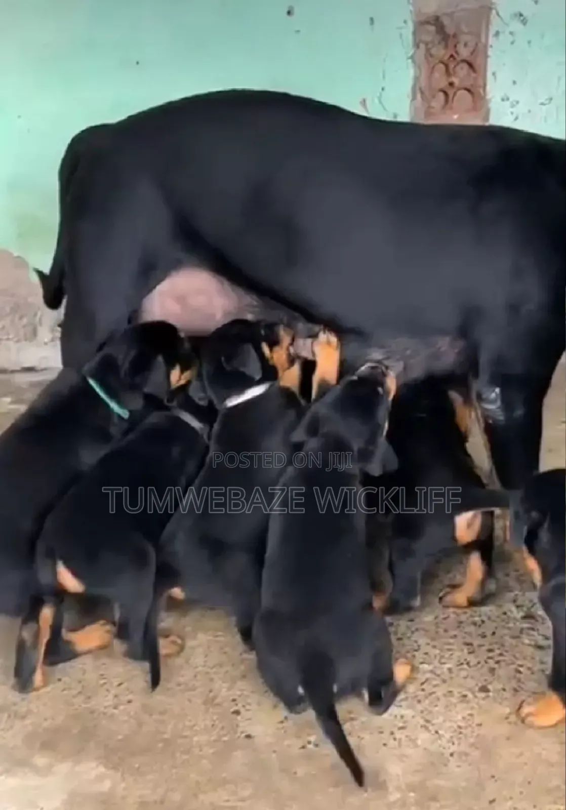 1-3 months Male Purebred Rottweiler