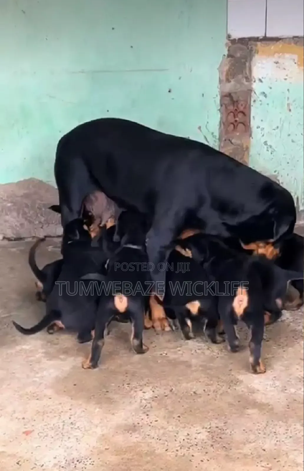 1-3 months Male Purebred Rottweiler
