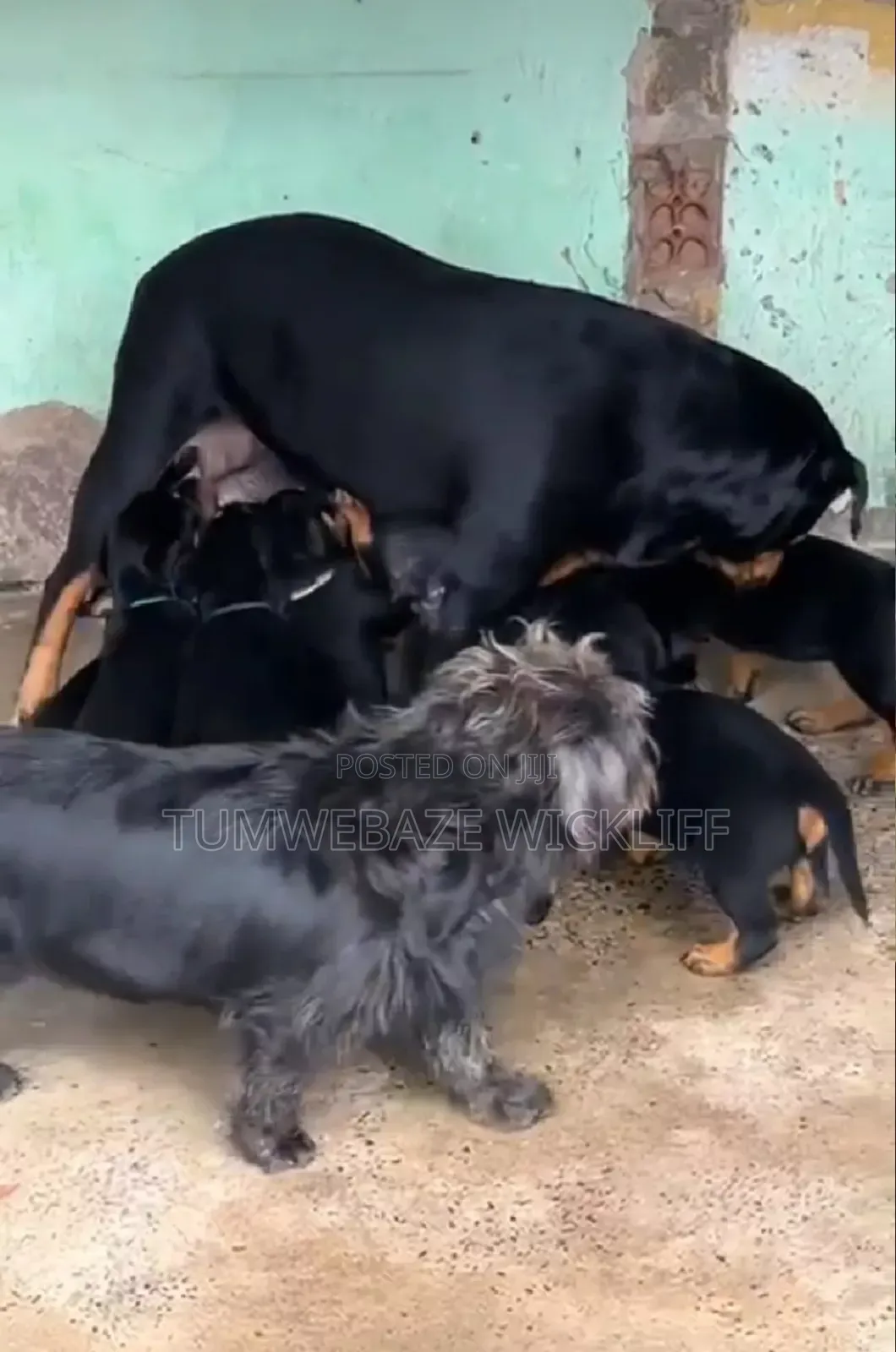 1-3 months Male Purebred Rottweiler