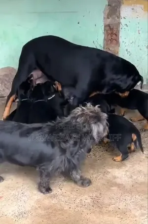 1-3 months Male Purebred Rottweiler