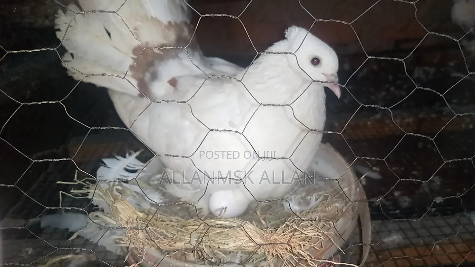 American Fantail.Flash Sale 100,000/= Apair