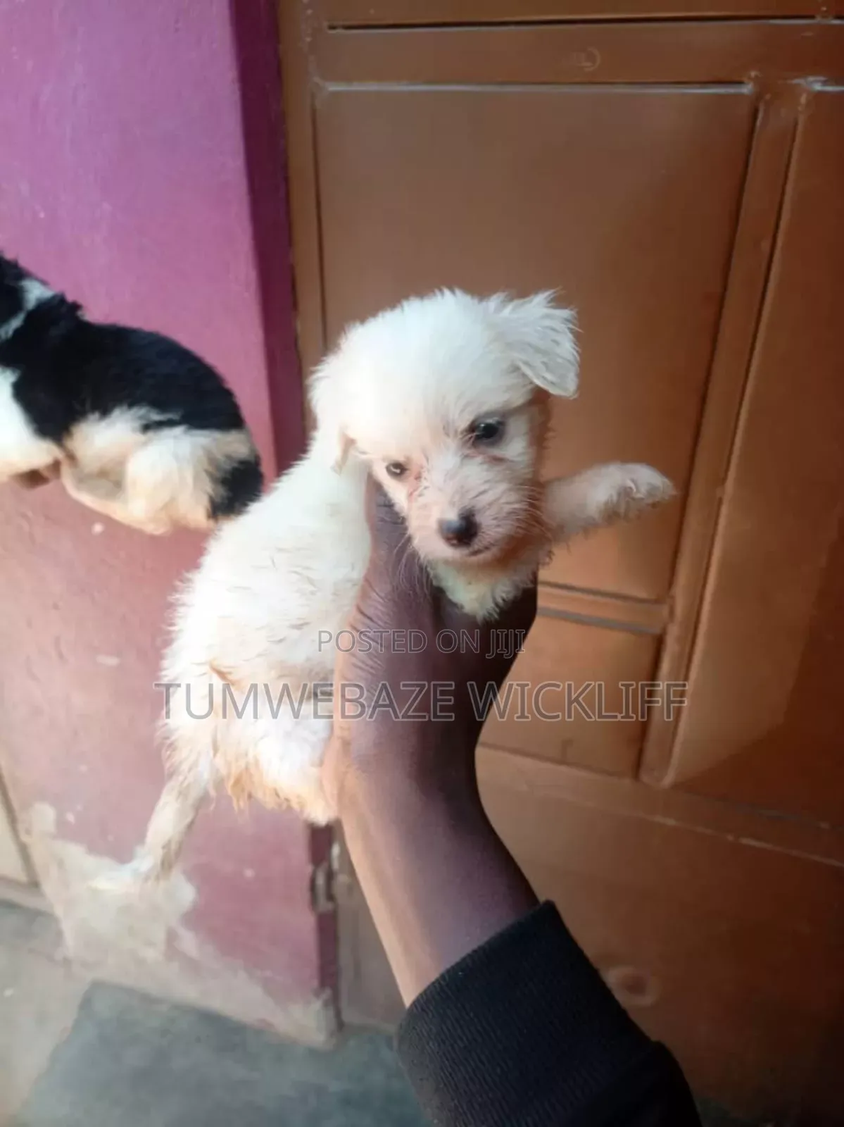 1-3 months Female Purebred Maltese