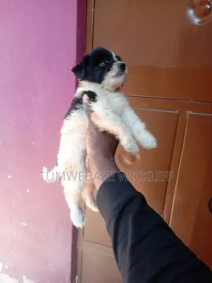 1-3 months Female Purebred Maltese