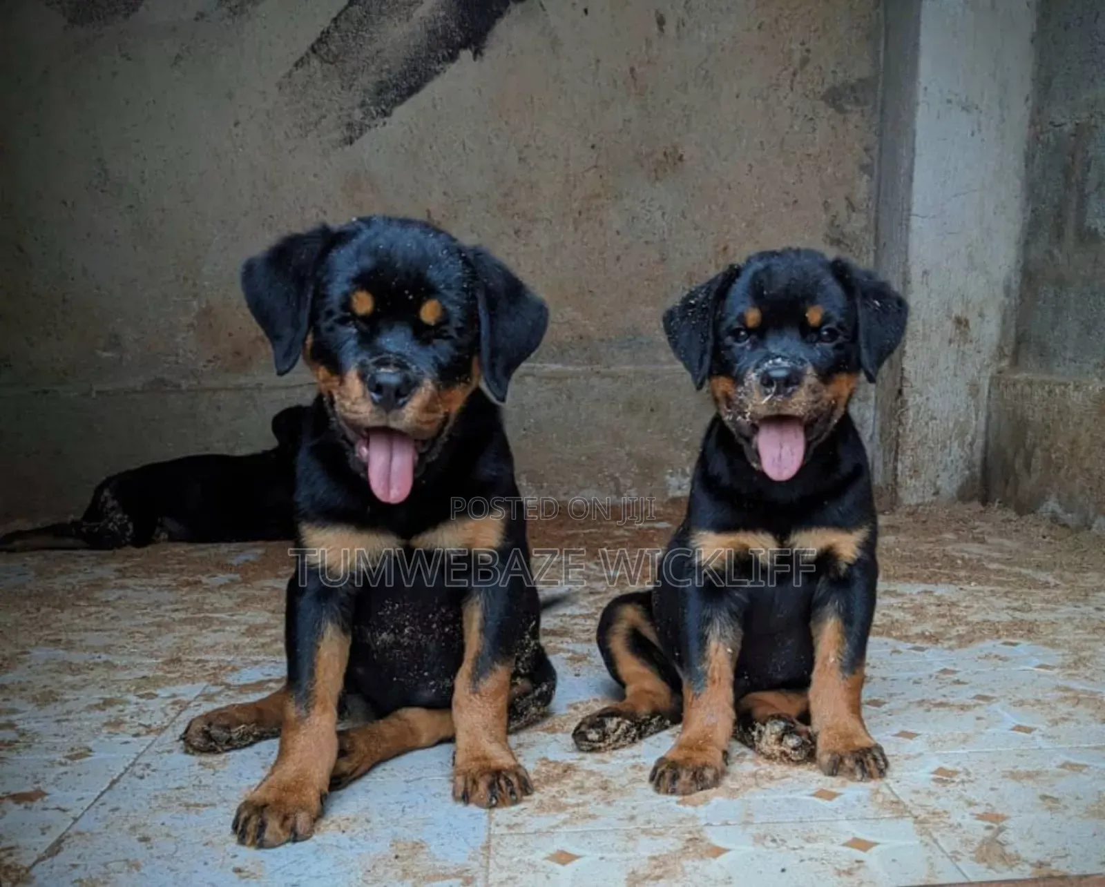 1-3 months Male Purebred Rottweiler