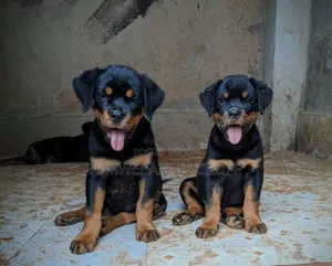 1-3 months Male Purebred Rottweiler