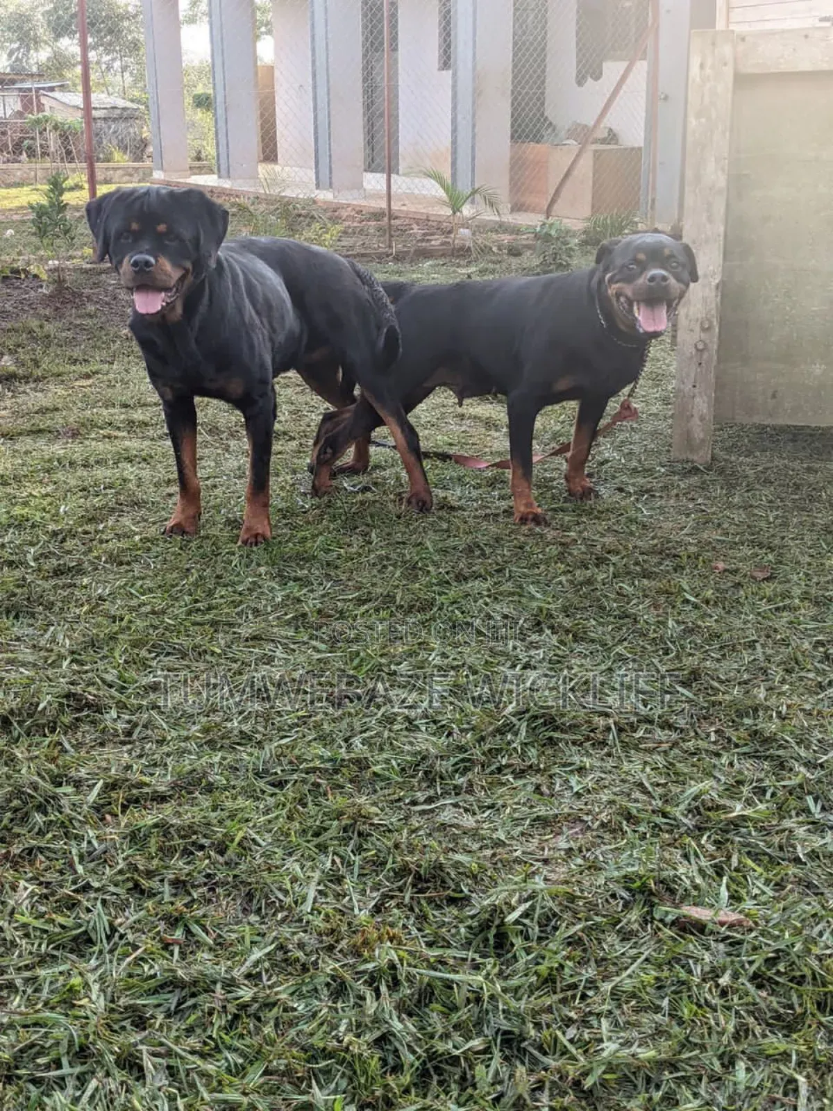 1-3 months Male Purebred Rottweiler