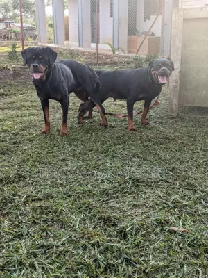1-3 months Male Purebred Rottweiler
