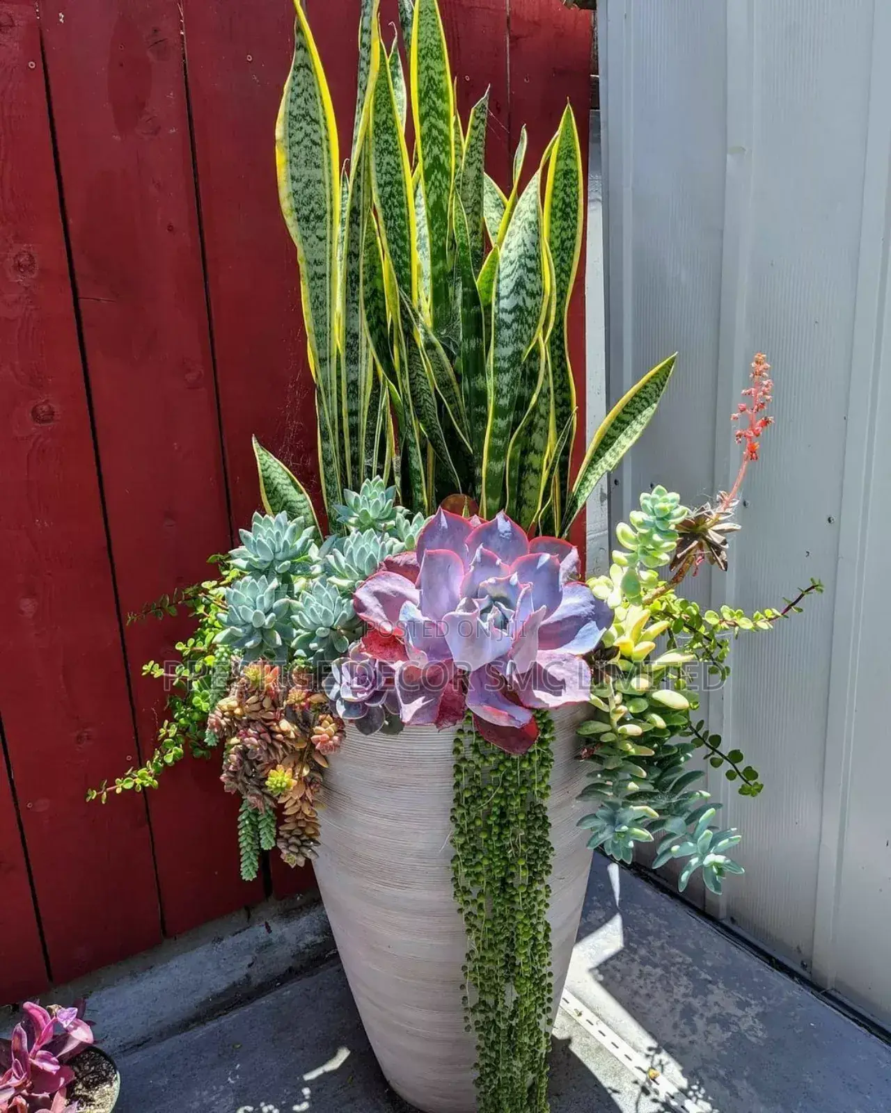 Plants and Pot Decoreee