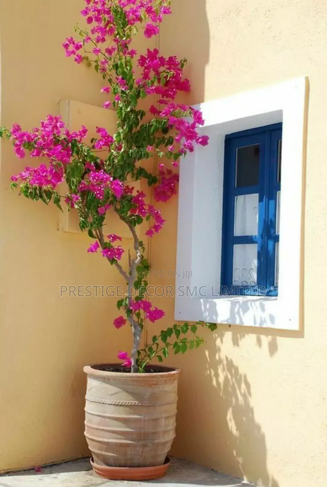 Plants and Pot Decoreee